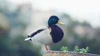 Pato mallard posado con gracia y plumaje vibrante