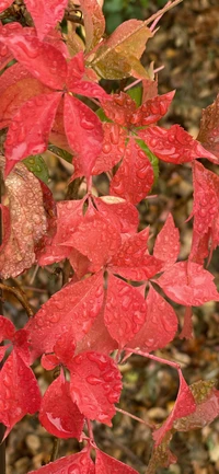 leaf, red, woody plant, terrestrial plant, deciduous