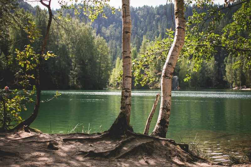 Деревья растут у воды в лесу (природа, дерево, вода, озеро, отражение)