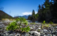 Pousse de pin résiliente au milieu d'une wilderness rocheuse