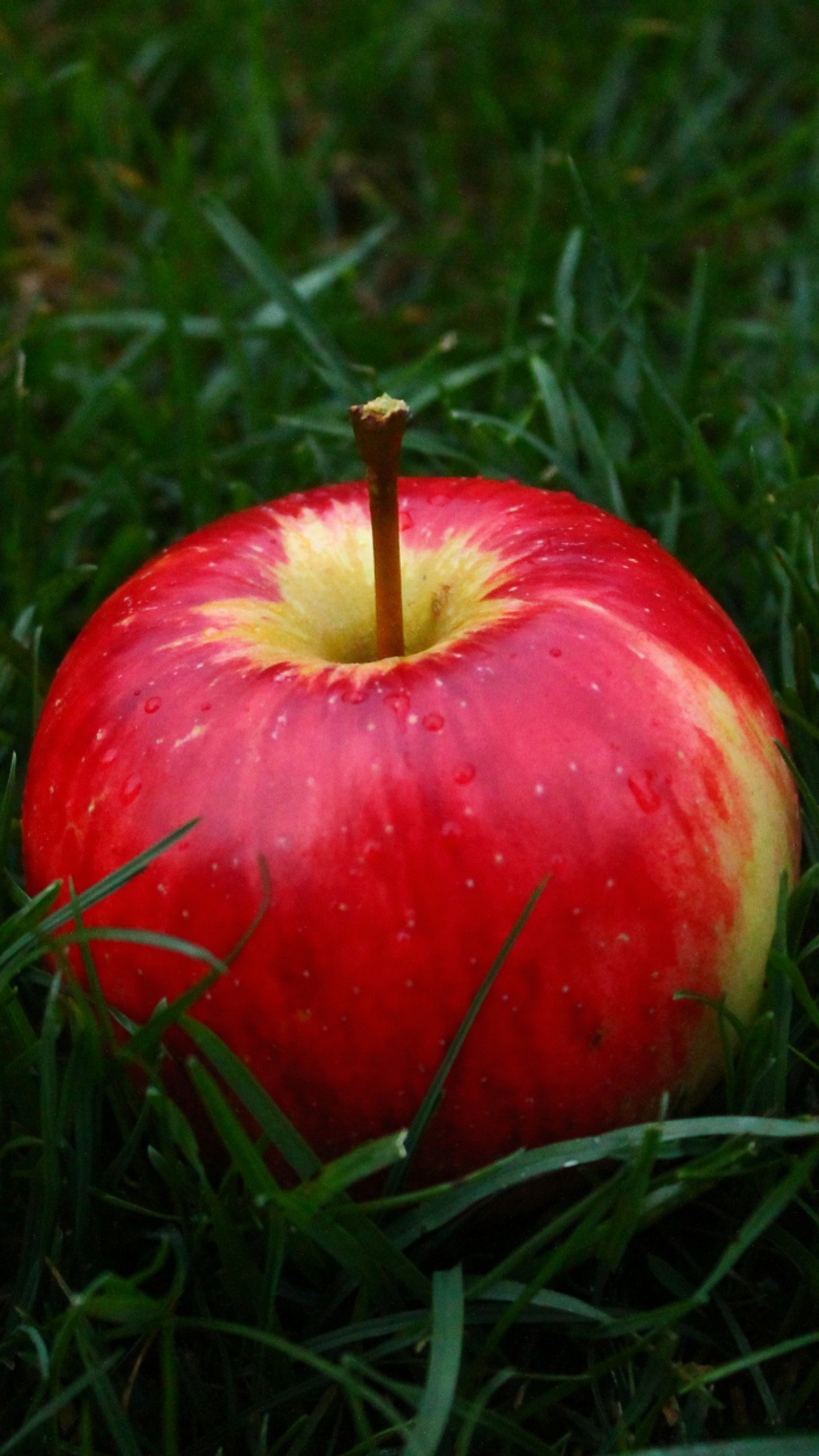 Hay una manzana roja que está en la hierba (manzanas, sandía, fruta, comida, planta)