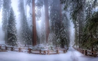 Majestätische Riesenmammutbäume, umhüllt von der Umarmung des Winters, umgeben von einer ruhigen Decke aus Schnee und Nebel.