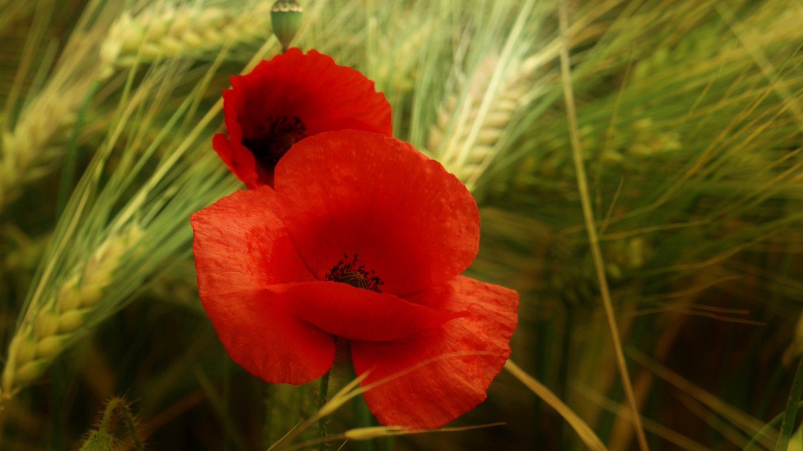 petal, coquelicot, plant, poppy family, flora wallpaper