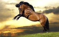 jumping, horse, mane, stallion, mustang horse wallpaper