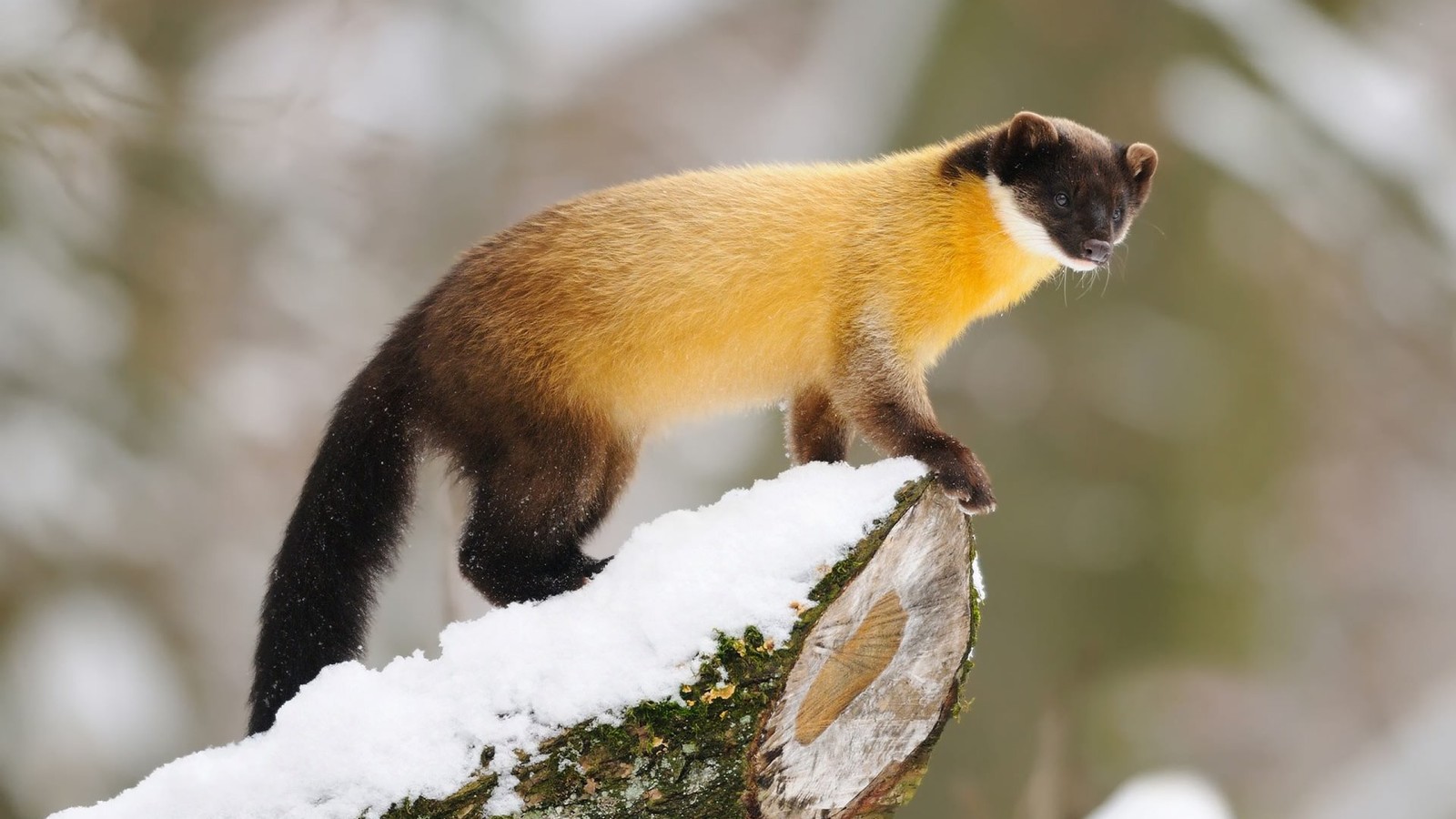 Una jirafa de pie en una rama de un árbol en la nieve (hocico, vida silvestre, mustélidos, depredador ápice, animal terrestre)