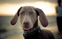 Weimaraner Welpe mit fesselnden Augen bei Sonnenuntergang