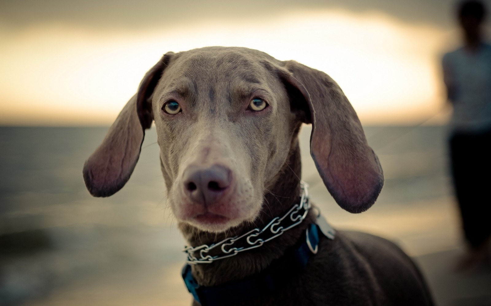 There is a dog that is standing on the beach with a chain around its neck (weimaraner, dog breed, snout, puppy, nose)