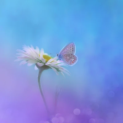 Delicate Butterfly on a White Flower Against a Gradient Background