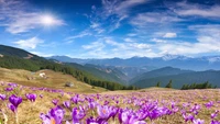 Flores moradas vibrantes entre majestuosas montañas bajo un cielo azul claro