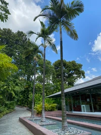 palmeras, ciencia, árbol, planta leñosa, jardín