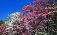 floraison, arbre, printemps, fleur de cerisier, plante