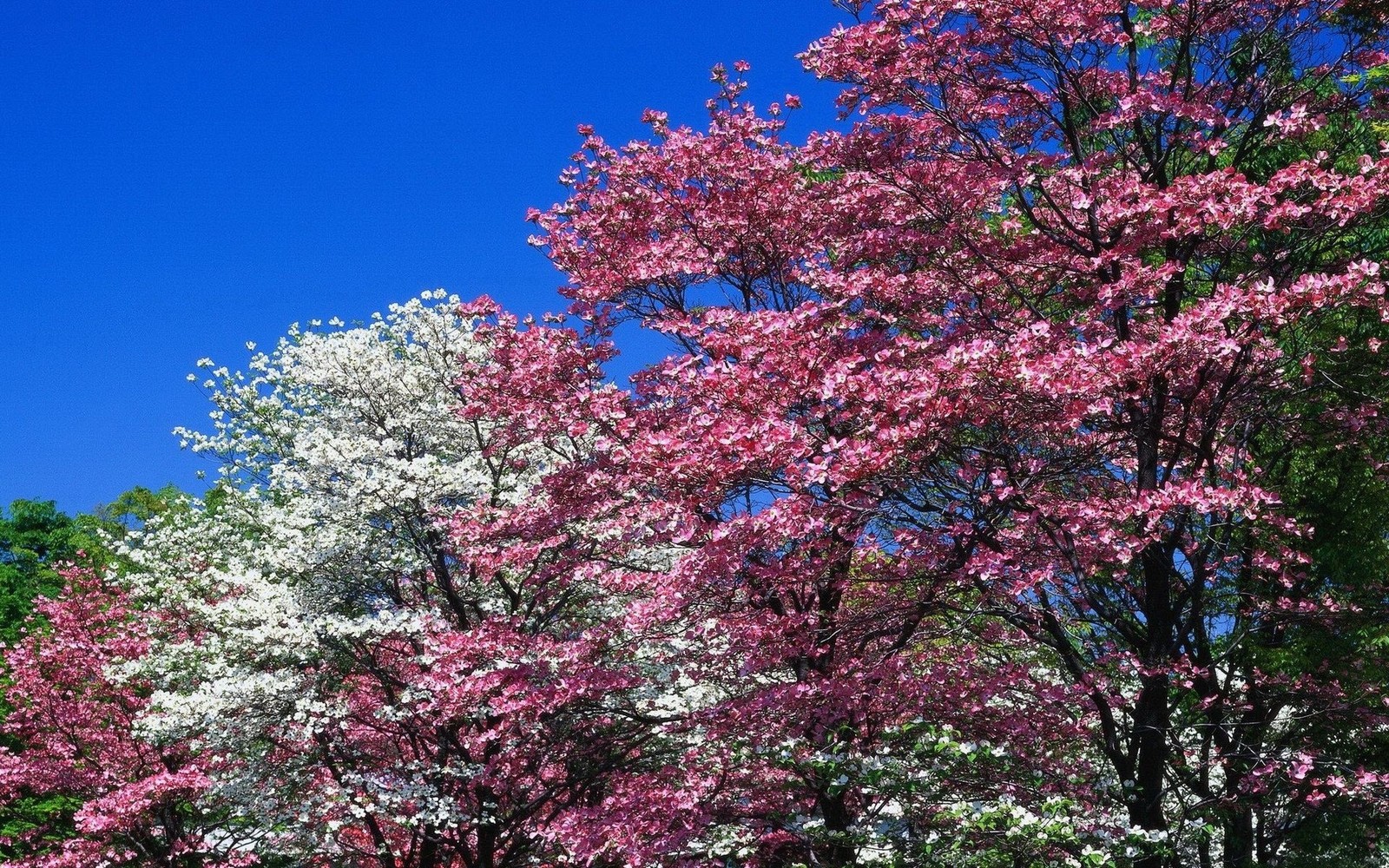 Gros plan d'un banc dans un parc avec un arbre en arrière-plan (floraison, arbre, printemps, fleur de cerisier, plante)