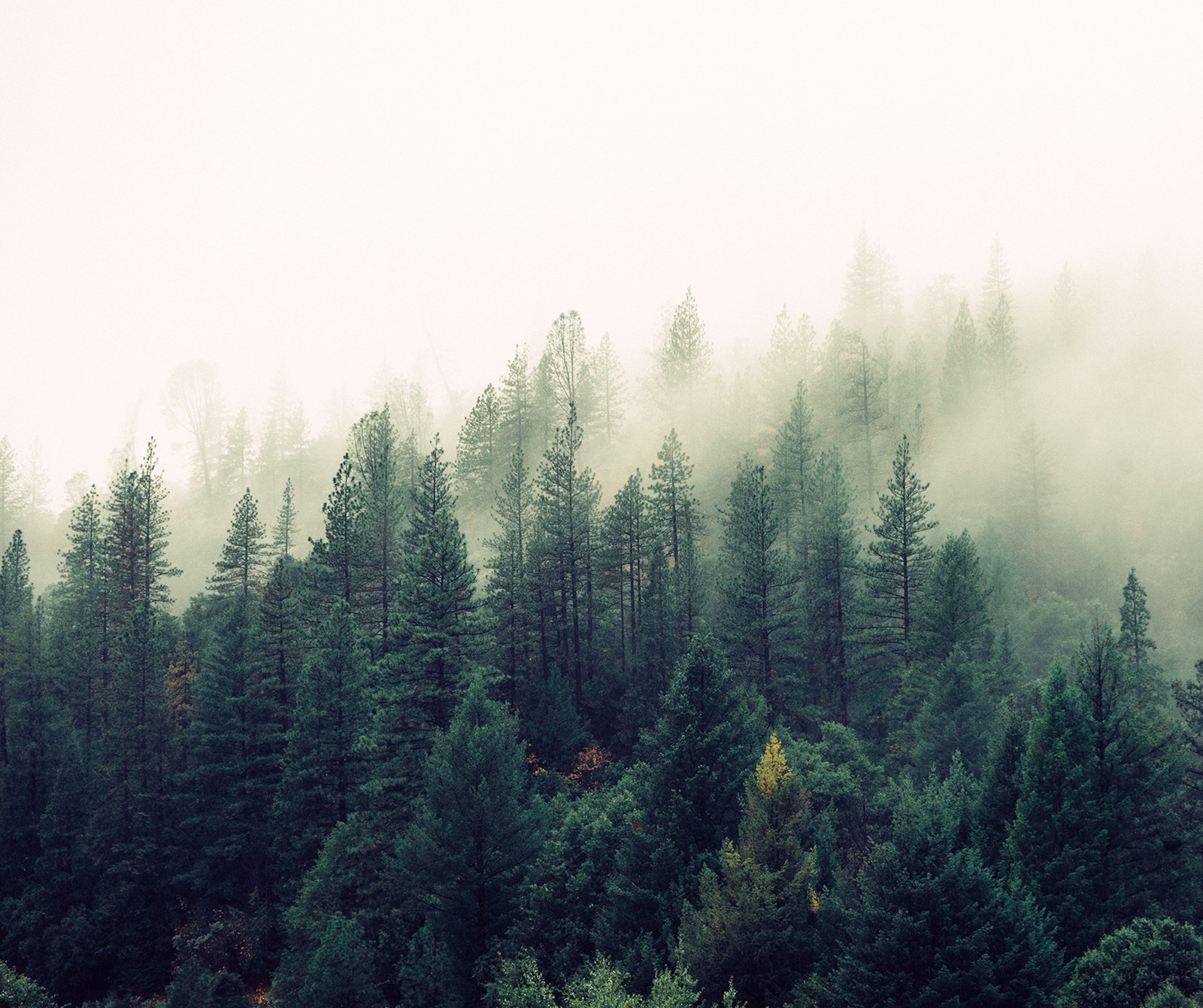 Lade baum, wald, landschaft, natur, draußen Hintergrund herunter