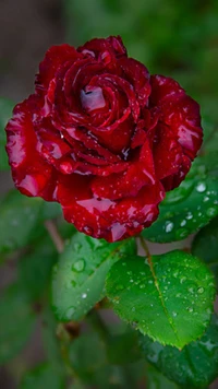 rot, rose