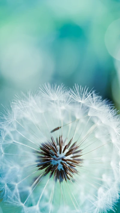 Close-Up of a Dandelion Against a Soft Galaxy Background