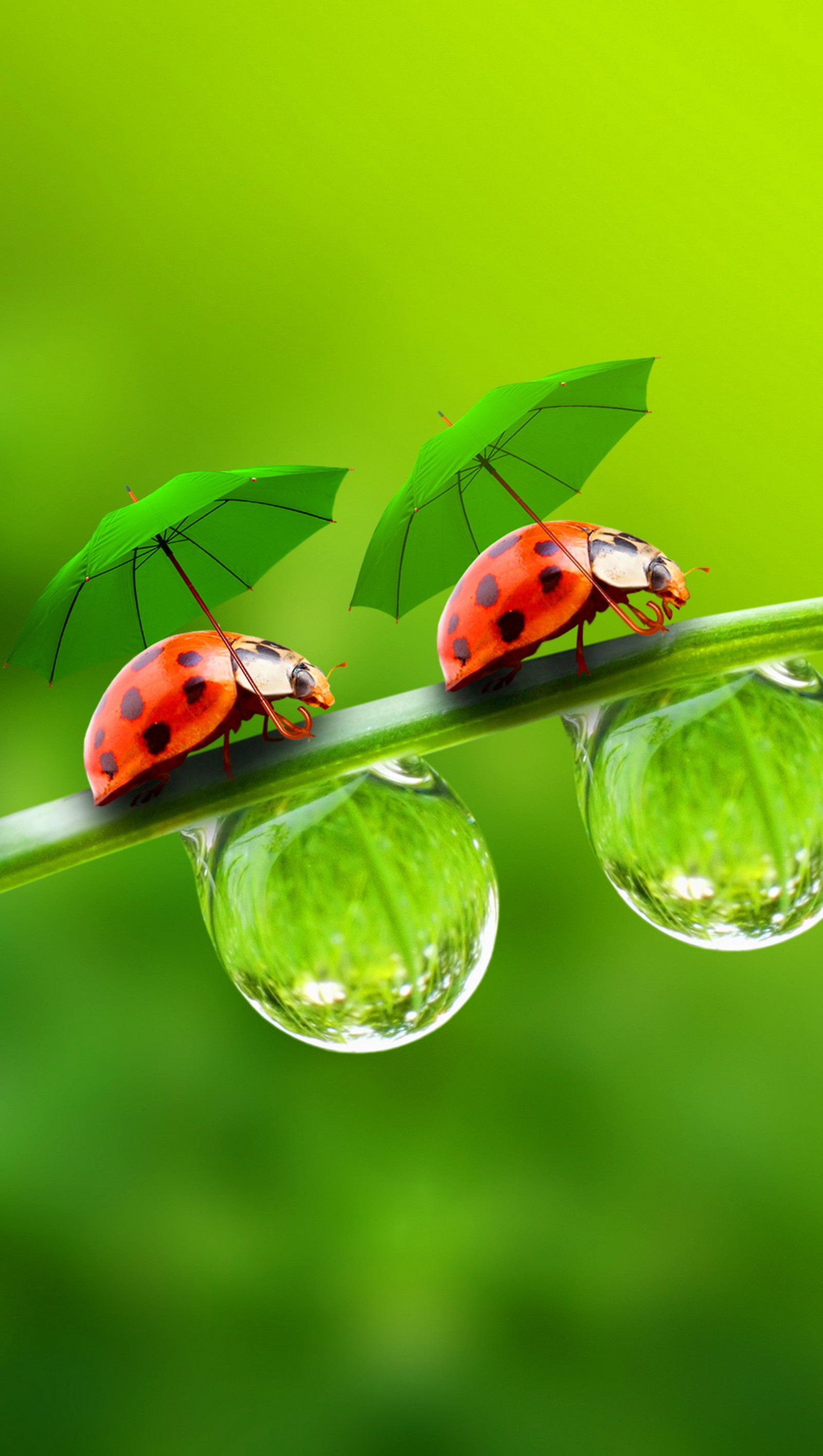 Descargar fondo de pantalla bugs, gotas, dama, naturaleza, agua