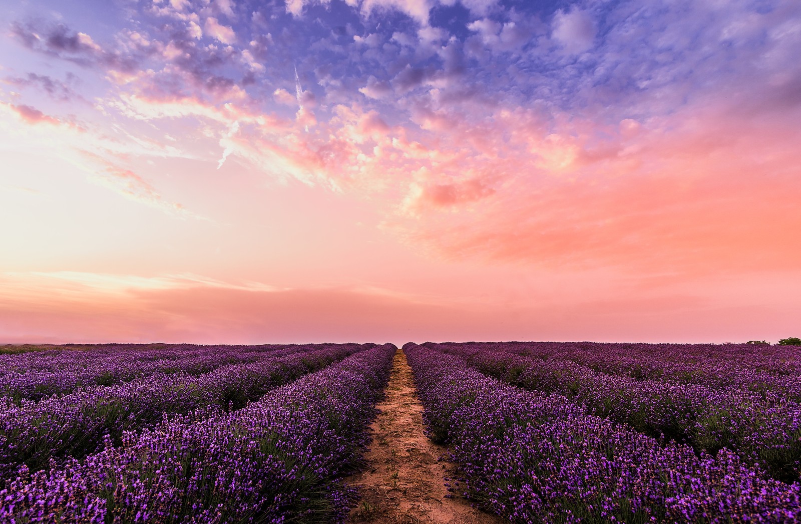 Um campo de lavanda com um caminho que leva ao horizonte ao pôr do sol (lavender farm, céu rosa, anoitecer, 5k, natureza)