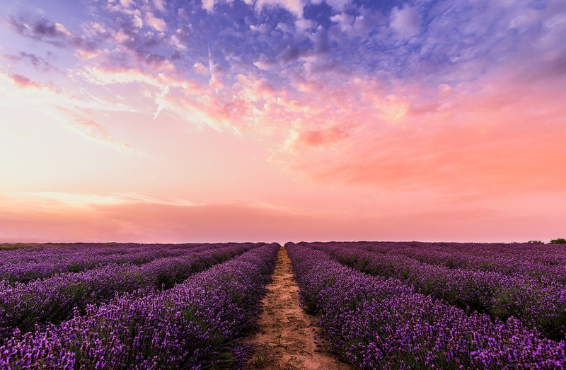 Лавандовое поле с тропинкой, ведущей к горизонту на закате (lavender farm, розовое небо, вечер, 5k, природа)