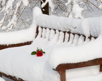 bench, lonely flower, rose, snow, winter wallpaper