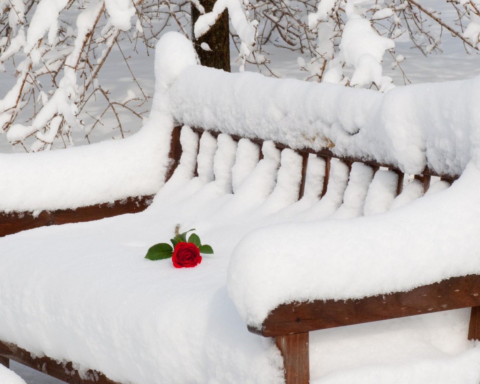 Banc enneigé avec une rose dessus dans la neige (banc, lonely flower, rose, neige, hiver)