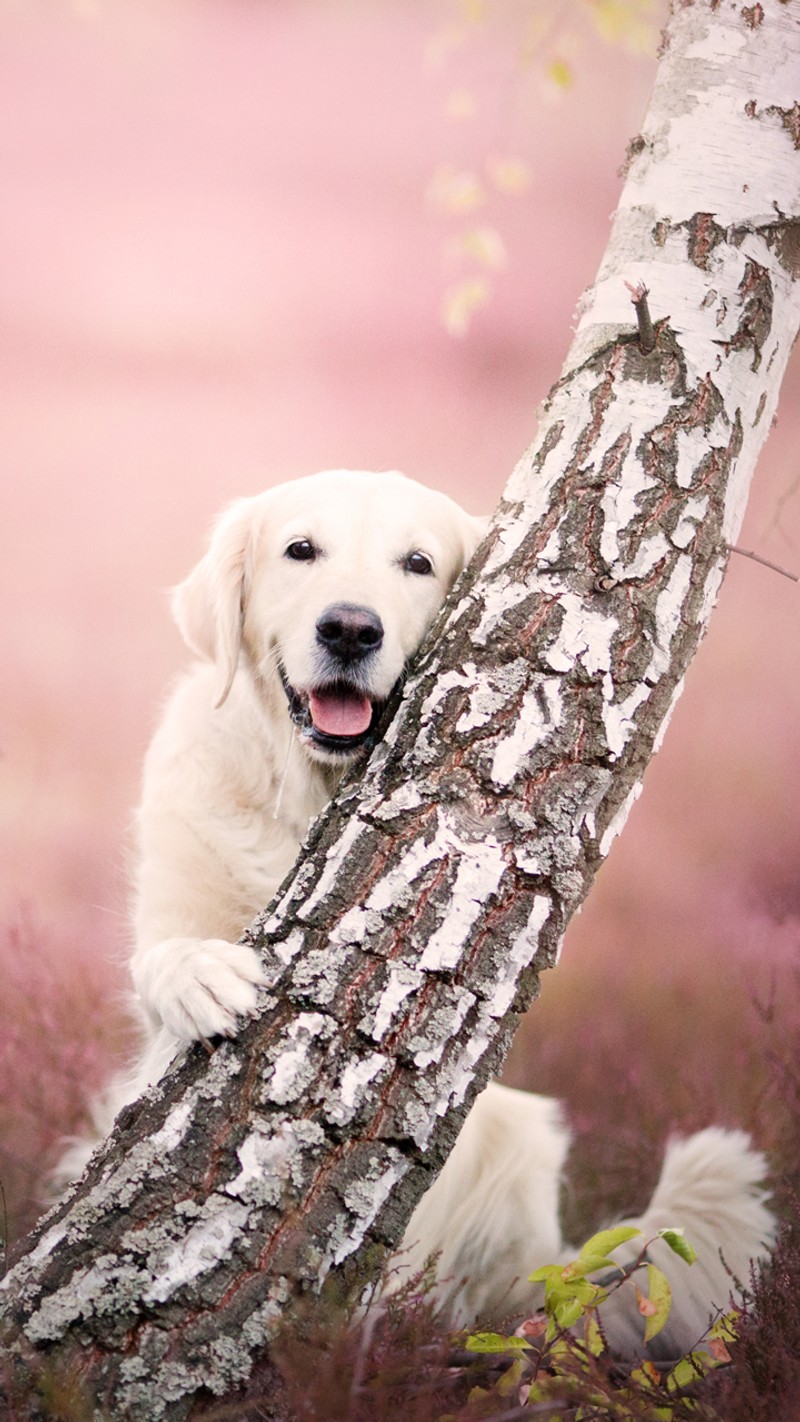 There is a dog that is leaning against a tree (birch, dog, golden retriever)