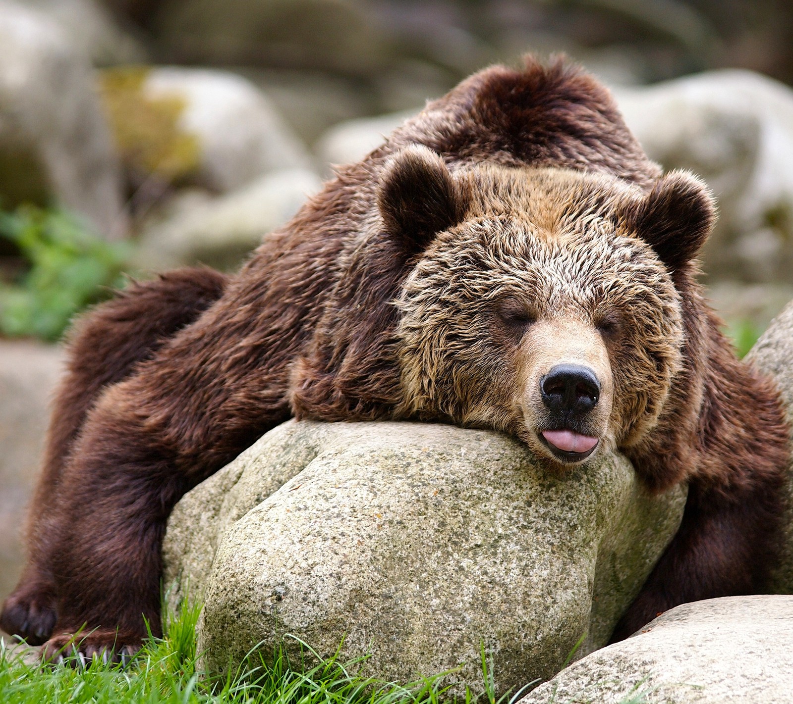 Um urso marrom que está deitado em uma pedra (animal, urso, grizzly)