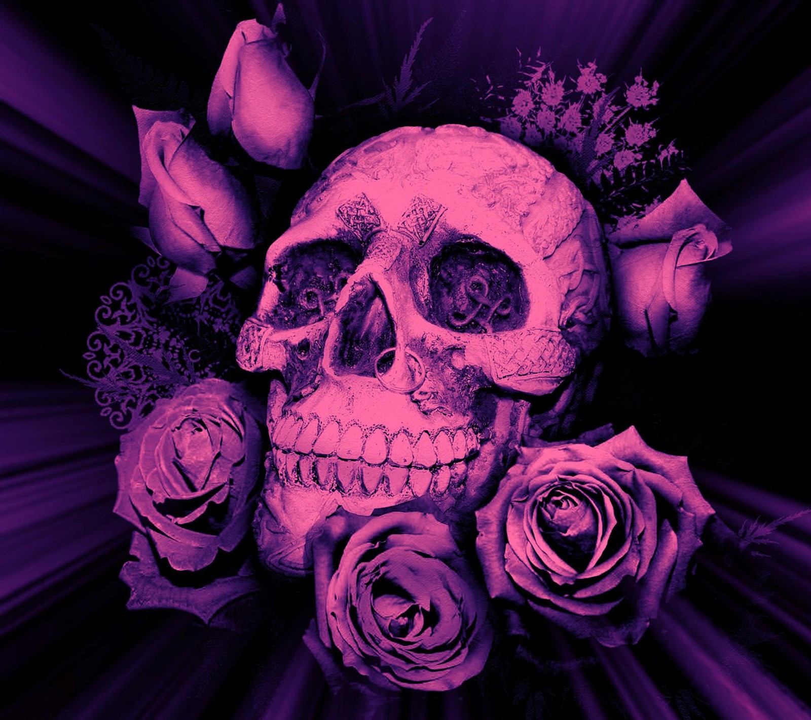 Purple roses and a skull are in the middle of a purple background (art, rose, skull)