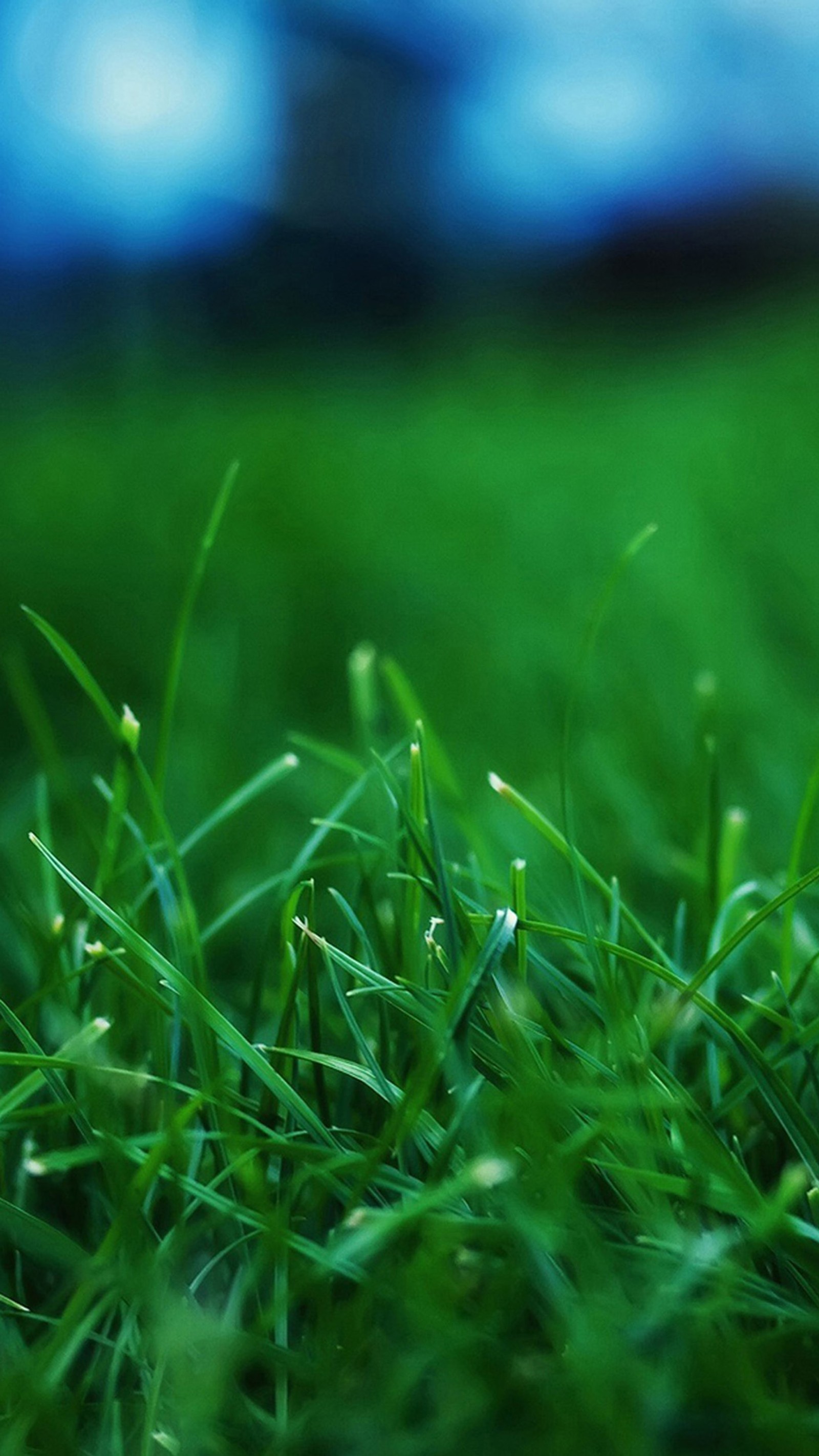 There is a small yellow flower sitting in the middle of the grass (close up, grass, green, macro, nature)