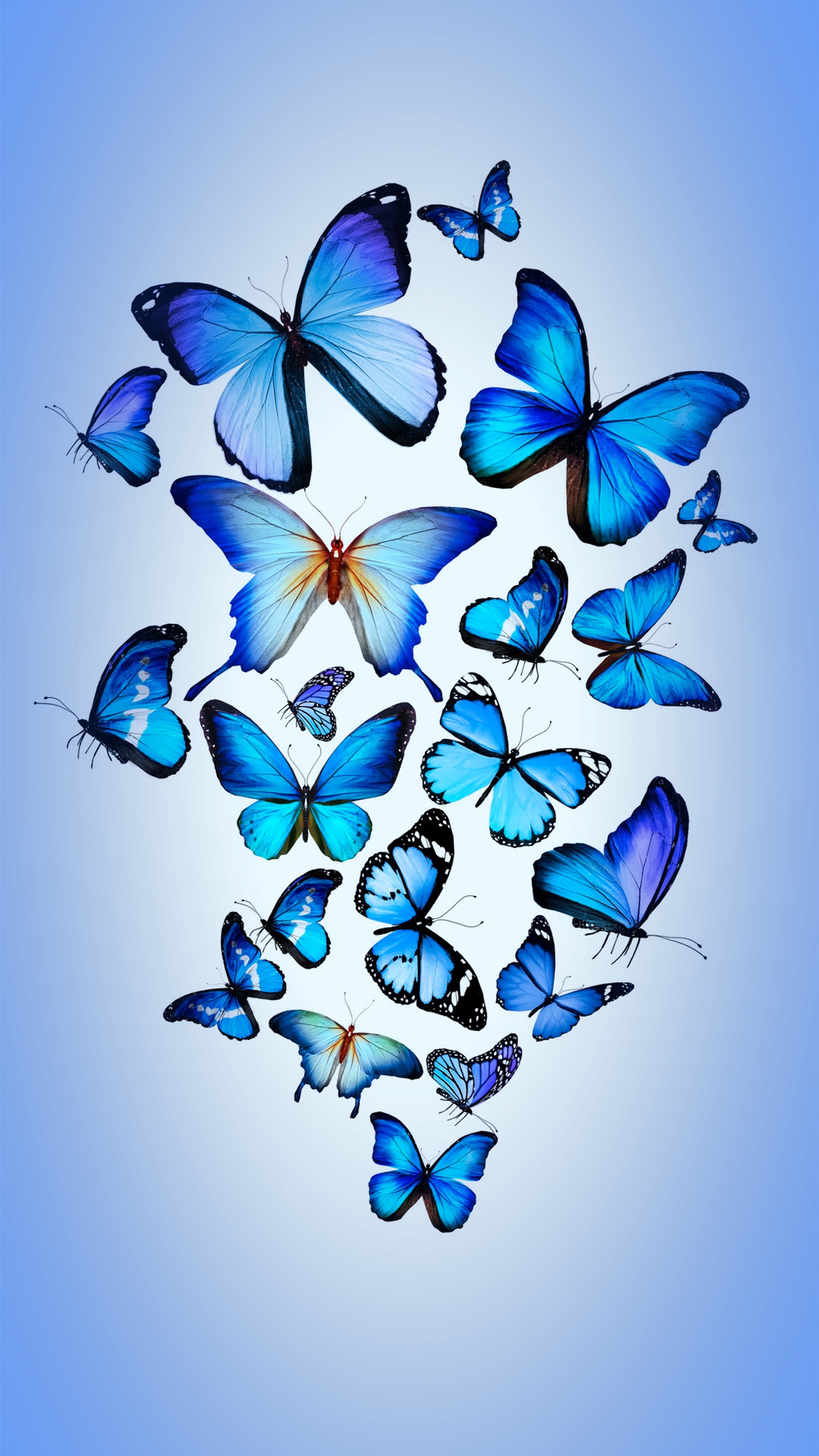 Un primer plano de un grupo de mariposas azules volando en el aire (azul, mariposas, diseño)