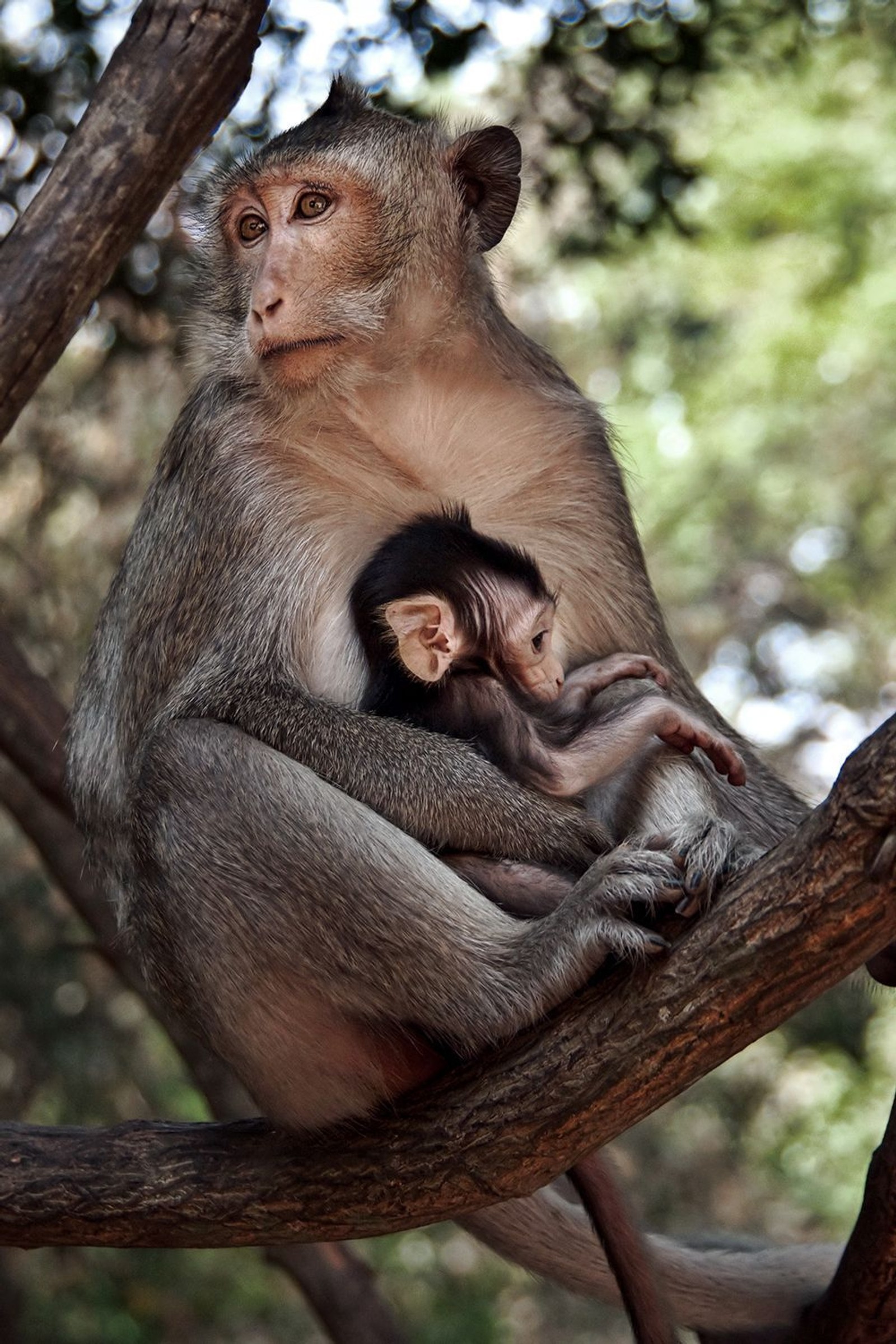 Téléchargez le fond d'écran animaux, inde, india, singe, singes