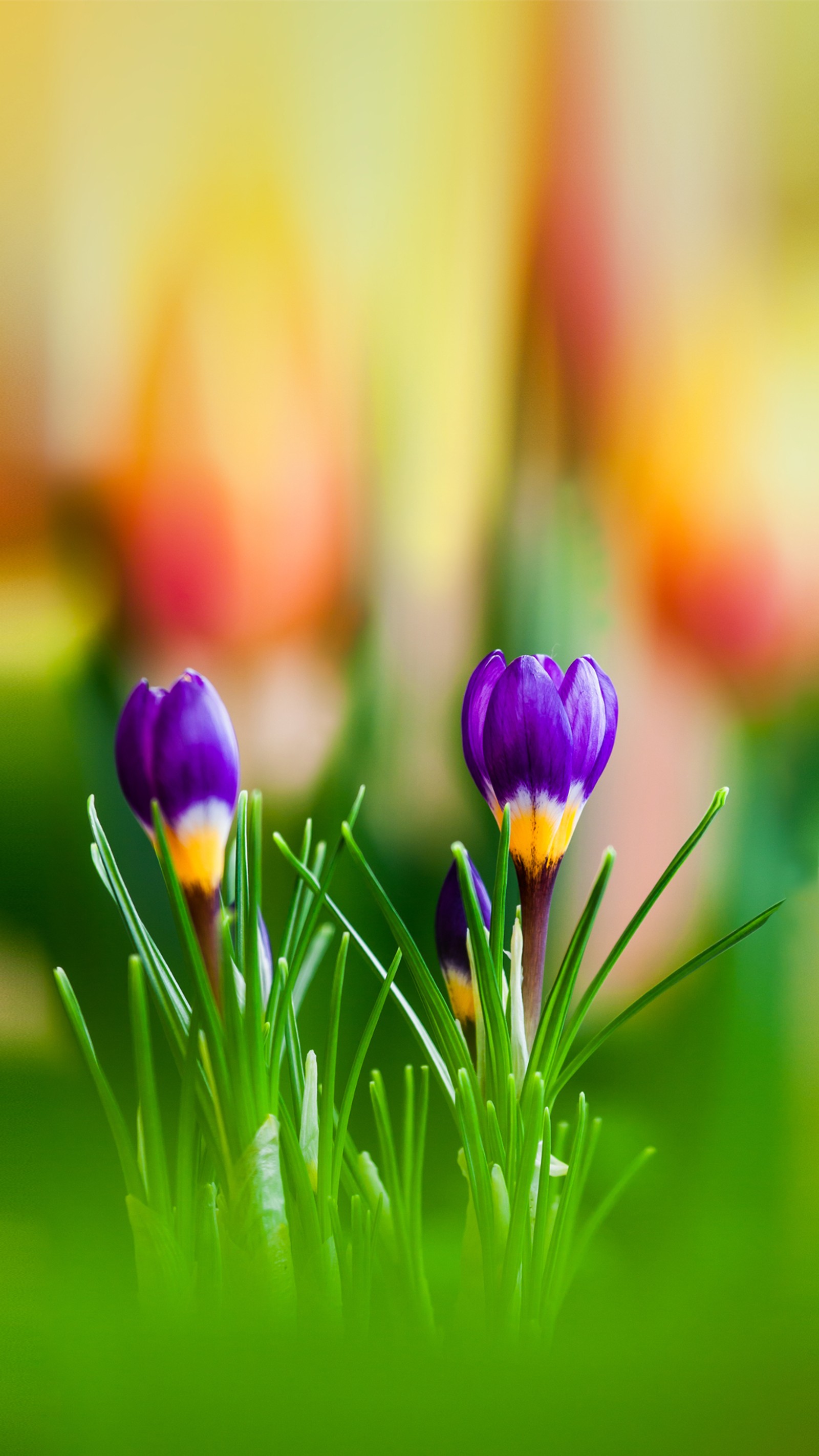 Lila und gelbe blumen wachsen auf einem grünen feld (schön, farbe, krokus, blume, grün)