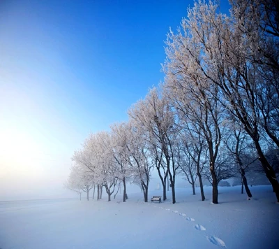 Árvores cobertas de geada alinham uma paisagem nevada serena sob um céu azul claro.