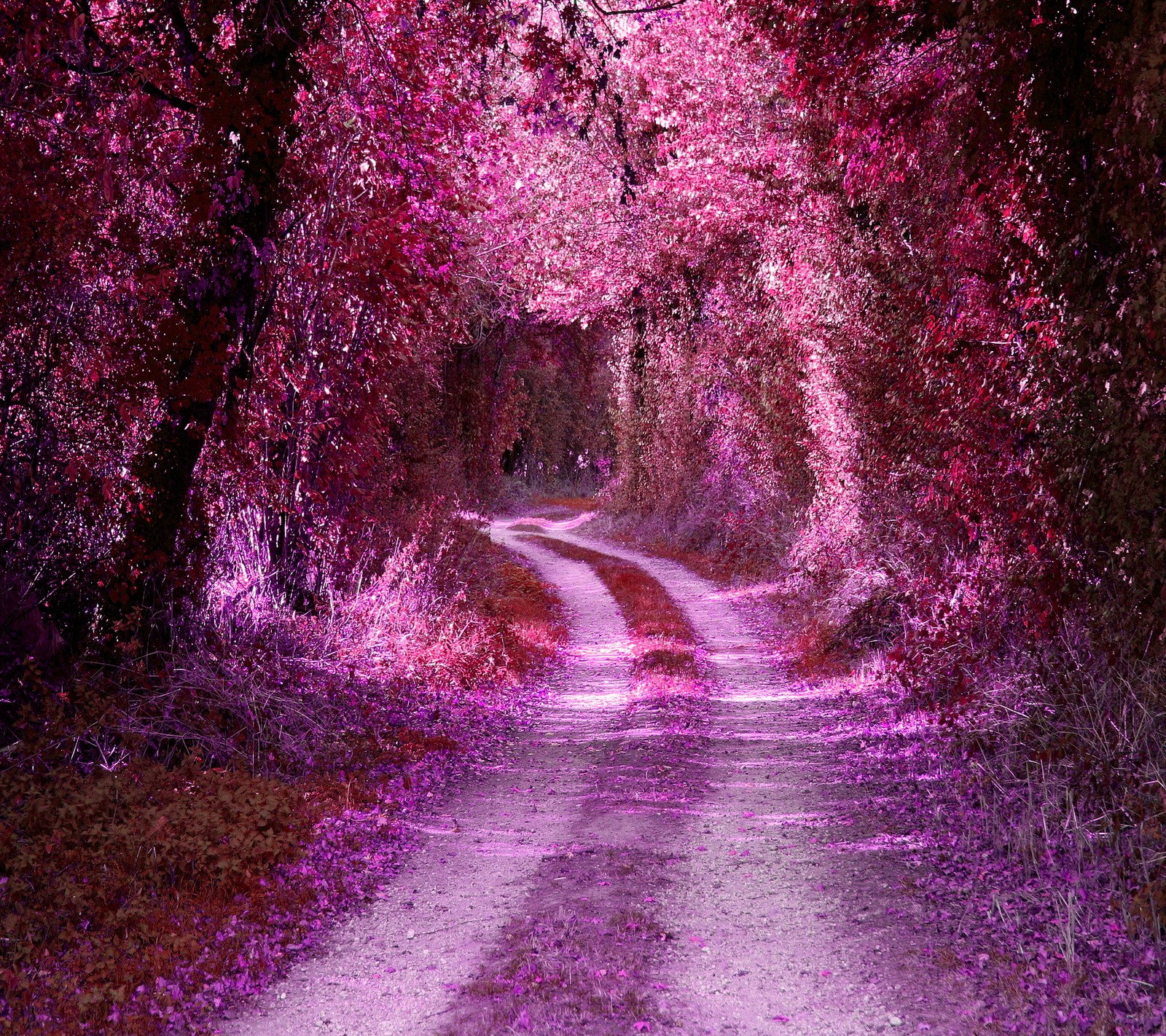 Arafed image of a dirt road with a pink tree lined path (path, pink, road, tree, tunnel)