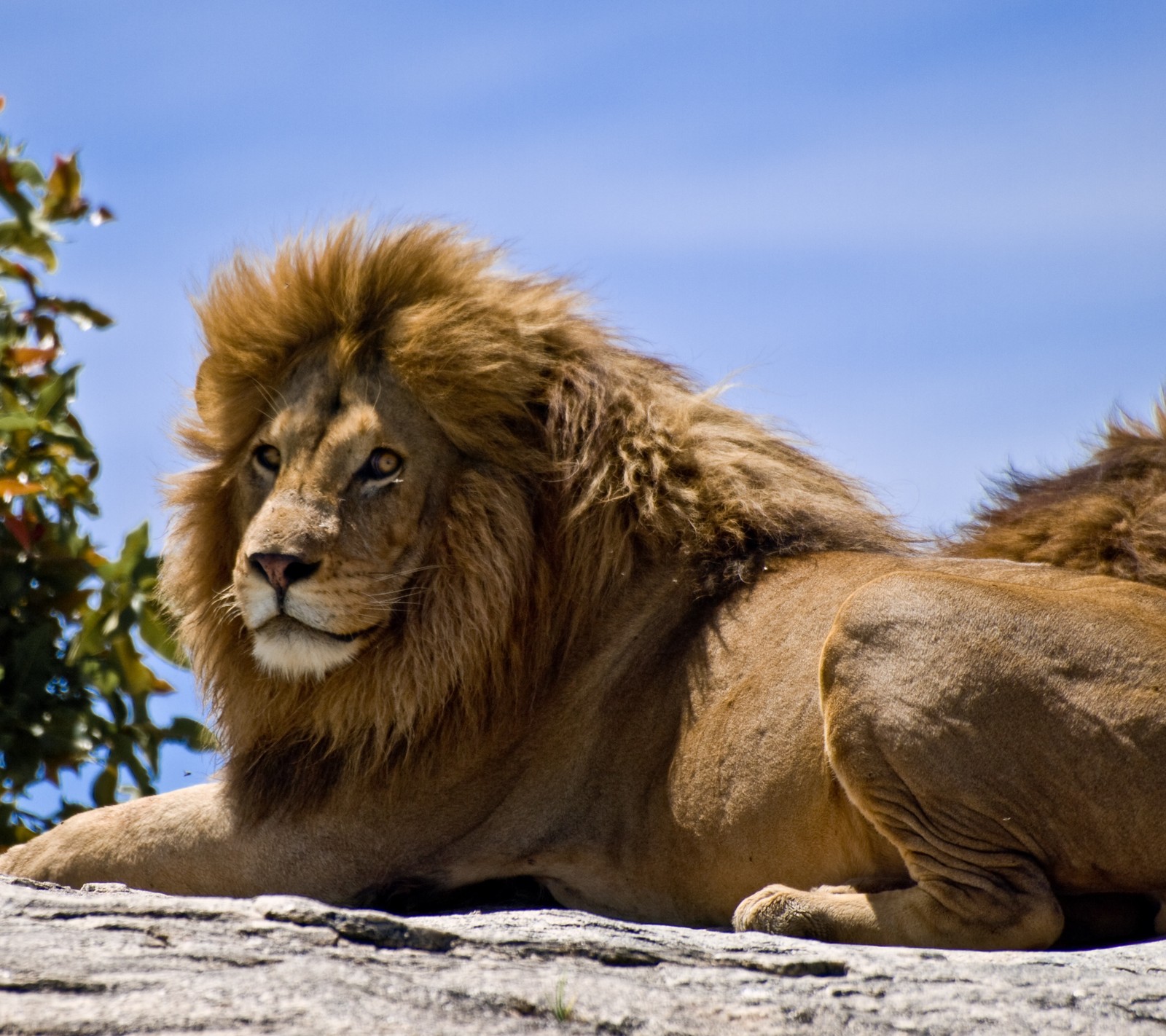 Hay un león acostado sobre una roca (genial, león)