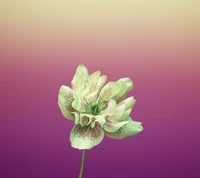 iphone, iphone 8, iphone 8 wallaper, iphone flower, iphone wallaper wallpaper