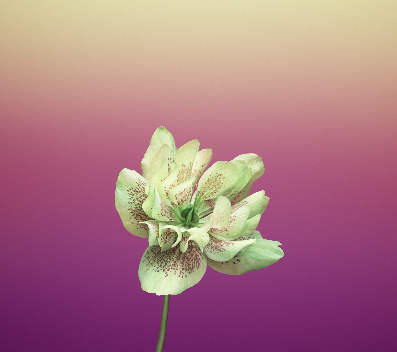 Eine blume, die in einer vase steht (iphone, iphone 8, iphone 8 wallaper, iphone blume, iphone hintergrundbild)