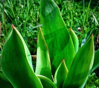 Hojas de tulipanes verdes vibrantes que emergen en primavera