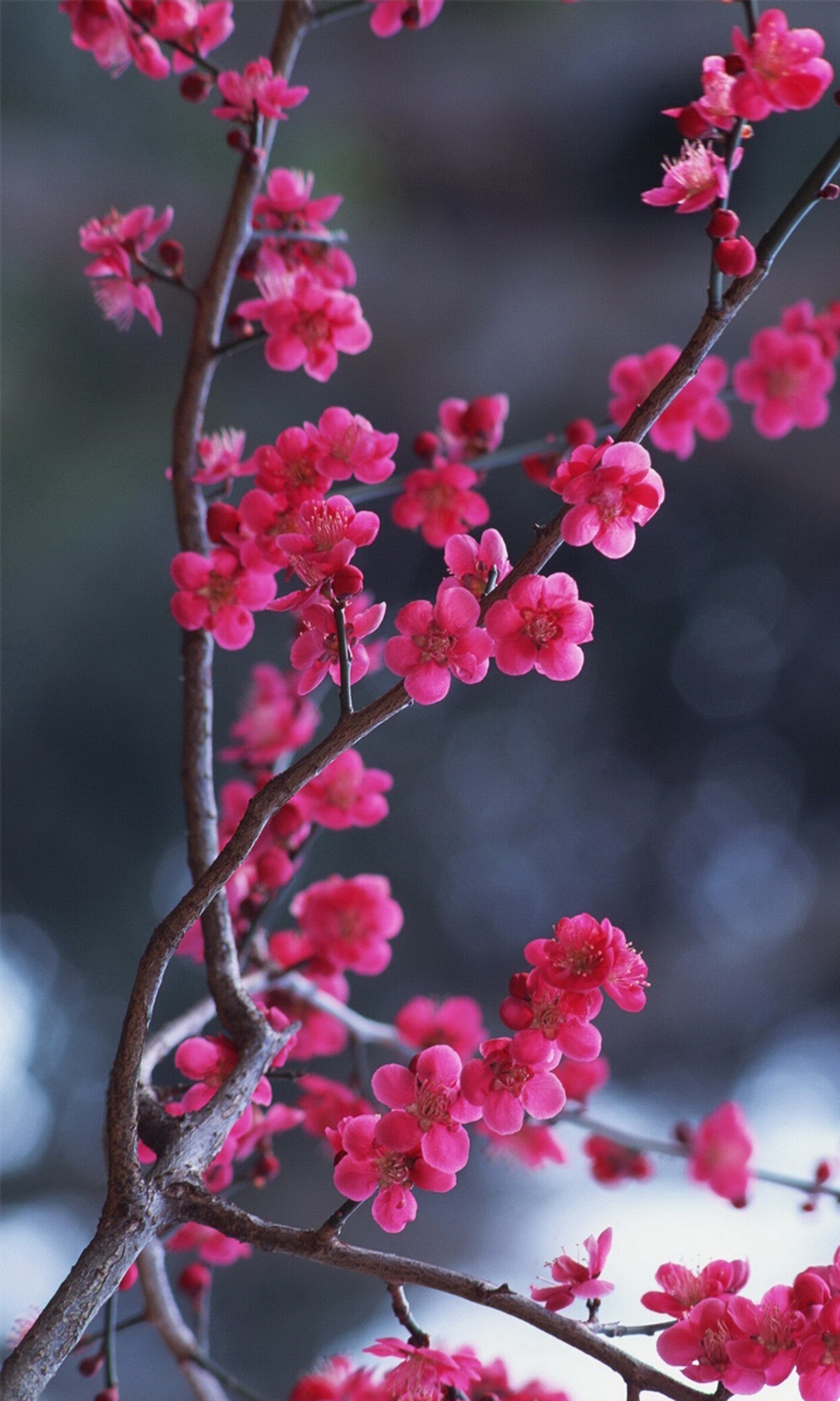 Hay una flor rosa que crece en un árbol (azul, cereza, flor, lirio, rojo)