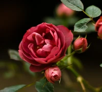 fleur, nature, rouge, rose