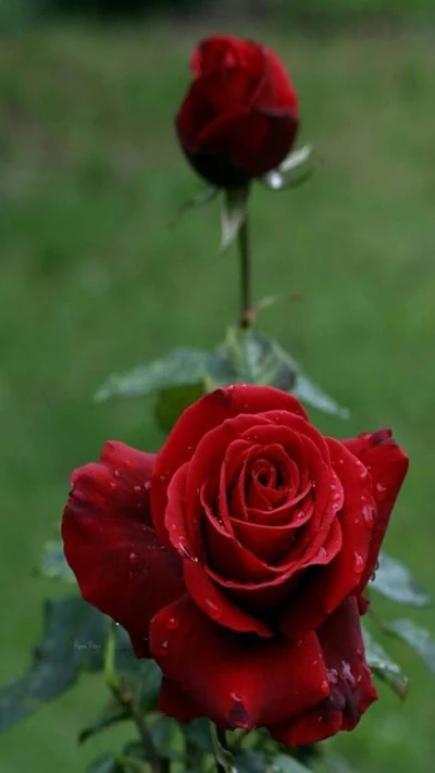 Blühende rote Rosen vor einem üppig grünen Hintergrund