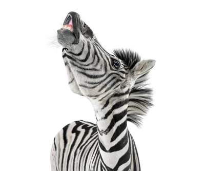 Zebra brincalhona contra um fundo branco