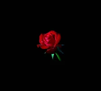 Radiant Red Rose Amidst Darkness