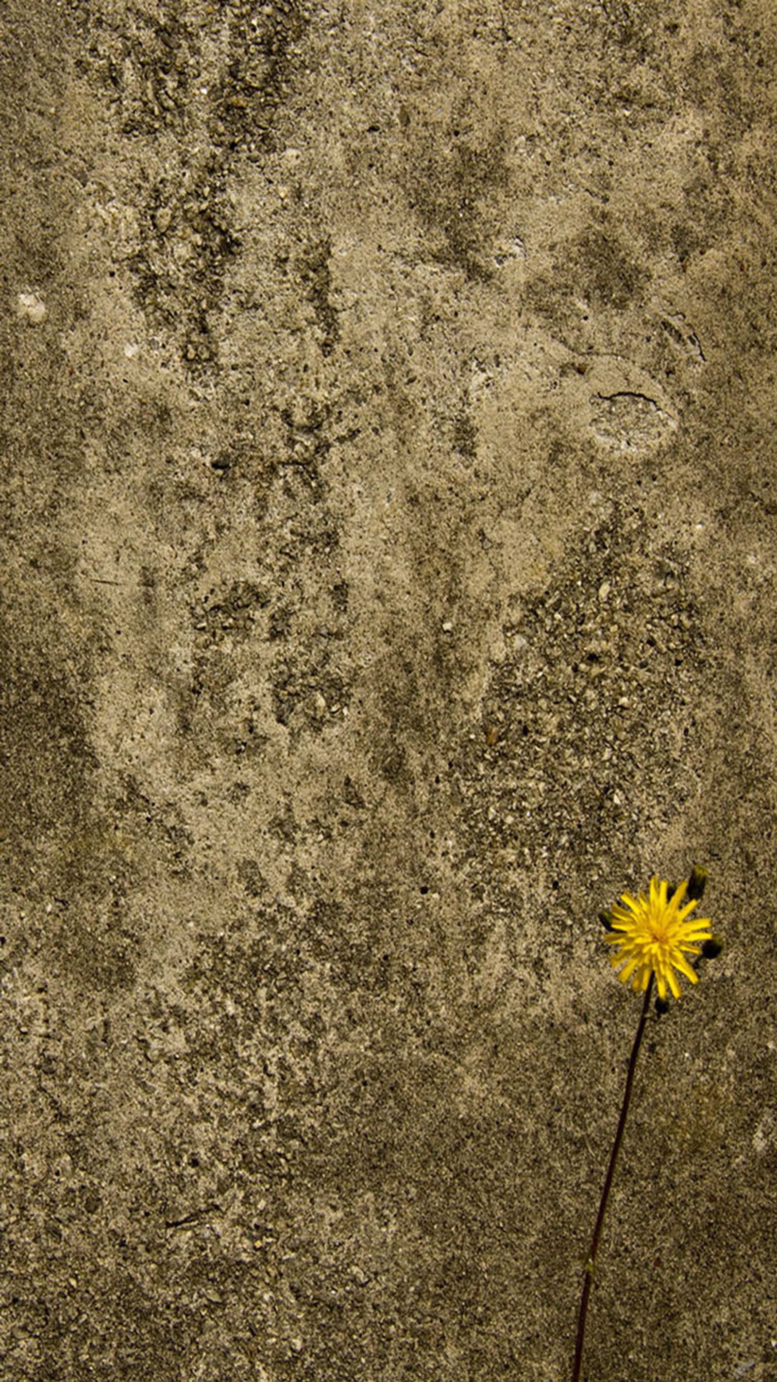 Arafed yellow flower on a concrete surface with a cracky surface (texture, wall)