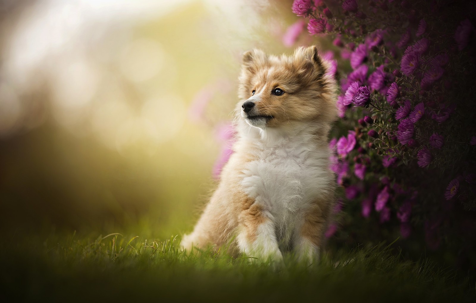 Baixar papel de parede fronteira, collie, fofo, cachorro, cães