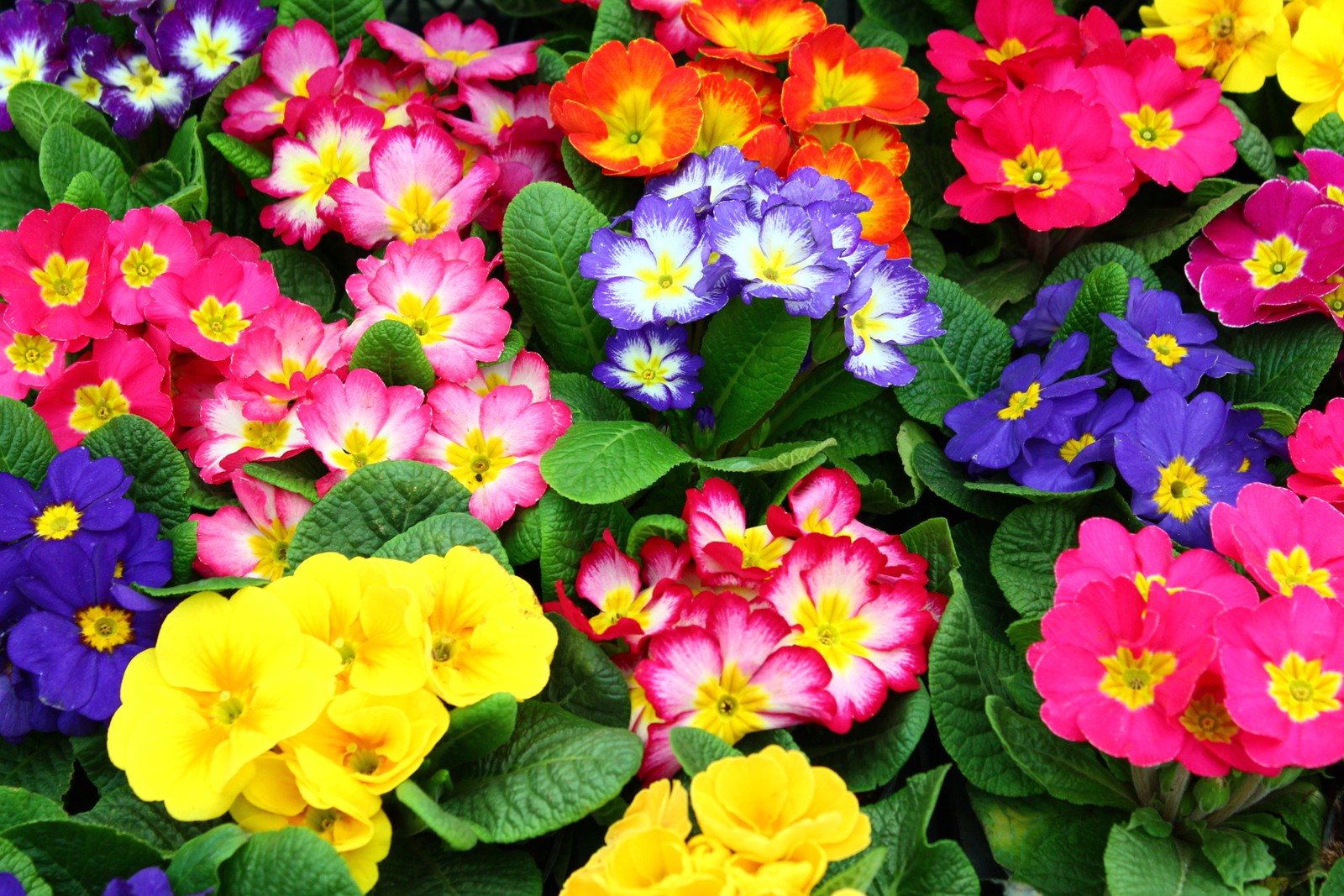 A close up of a bunch of flowers with green leaves (flores, flowers, naturaleza, nature)