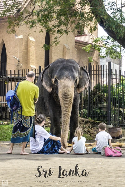 Encounter with Elephants at the Temple of the Tooth, Kandy, Sri Lanka