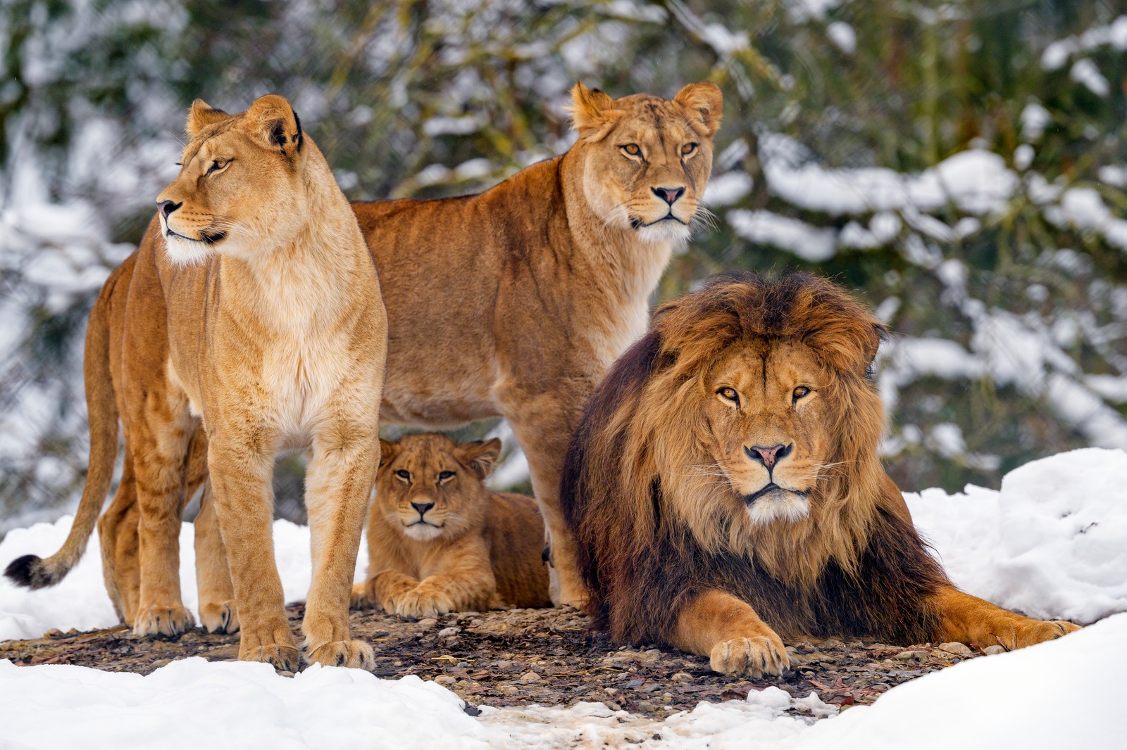 Trois lions sont assis dans la neige avec un allongé (le lion, tigre, faune, grand félin, neige)