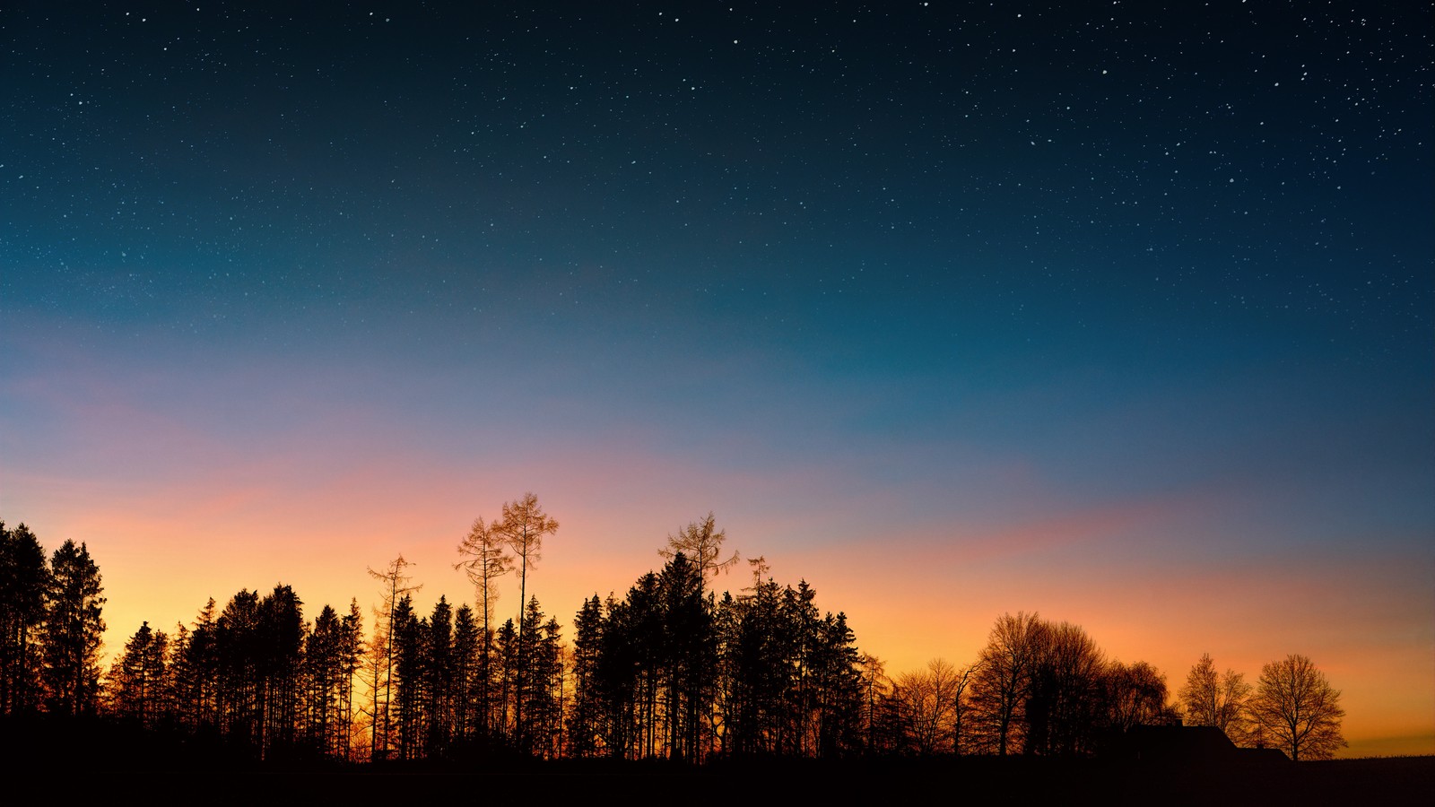 Árvores em primeiro plano com um céu cheio de estrelas (céu noturno, por do sol, árvore, noite, natureza)