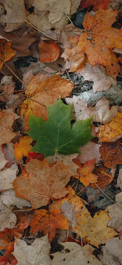 feuille, orange, automne, à feuilles caduques, pathologie végétale