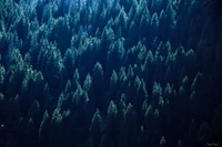 Canopée toujours verte majestueuse sous une lumière douce